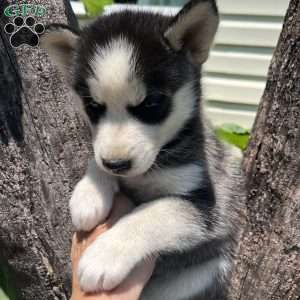 Peanut, Pomsky Puppy