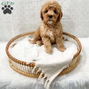 Joie, Cavapoo Puppy