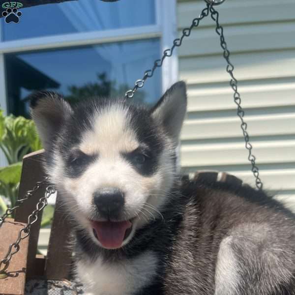 Peanut, Pomsky Puppy