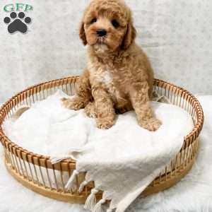 Joie, Cavapoo Puppy