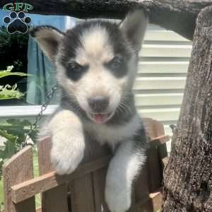 Peanut, Pomsky Puppy