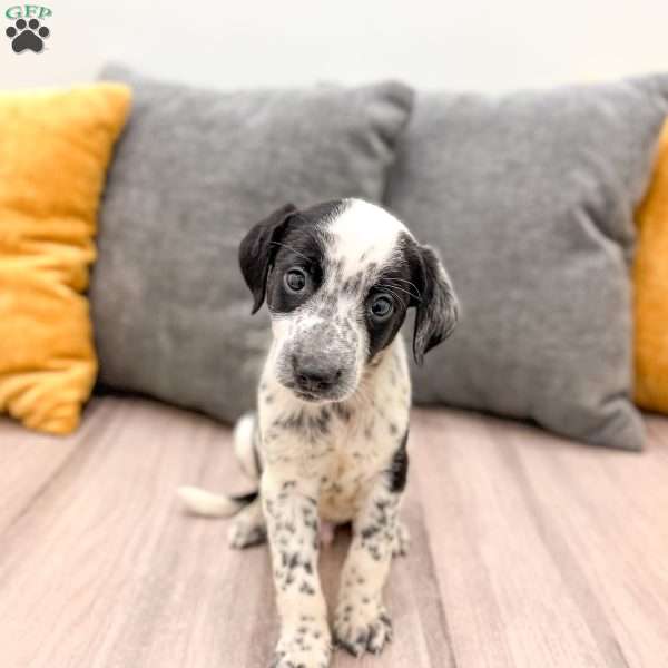 Rocky, Dalmatian Mix Puppy