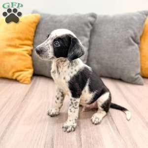 Rocky, Dalmatian Mix Puppy