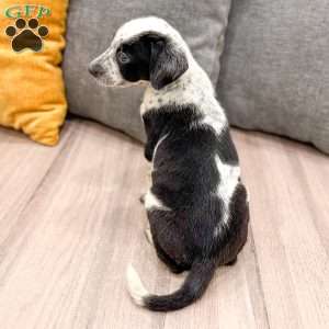 Rocky, Dalmatian Mix Puppy