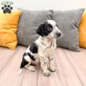 Rocky, Dalmatian Mix Puppy