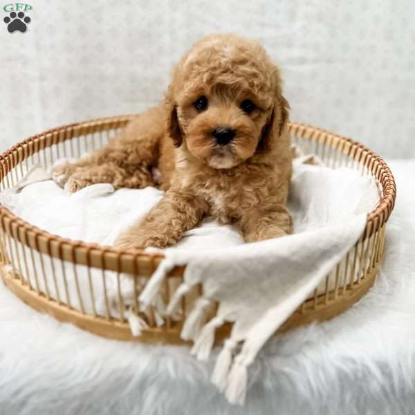 Joie, Cavapoo Puppy