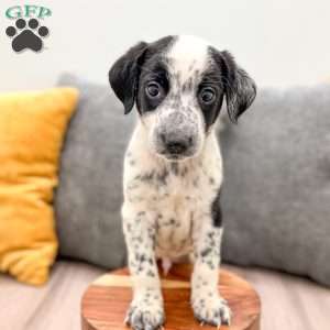 Rocky, Dalmatian Mix Puppy