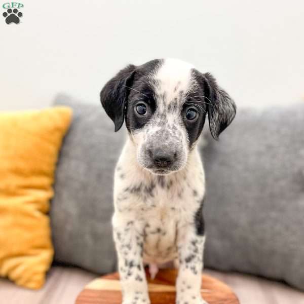 Rocky, Dalmatian Mix Puppy