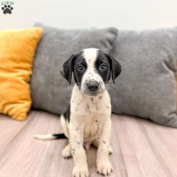 Manny, Dalmatian Mix Puppy