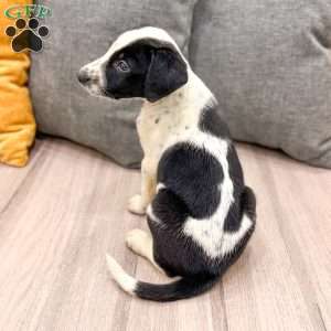 Manny, Dalmatian Mix Puppy