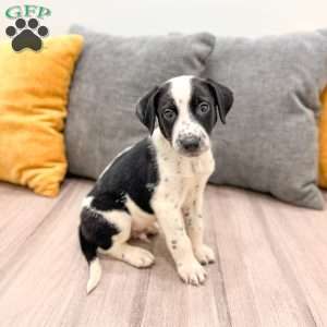 Manny, Dalmatian Mix Puppy
