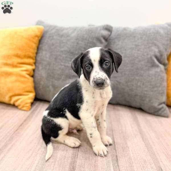 Manny, Dalmatian Mix Puppy