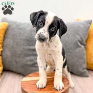 Manny, Dalmatian Mix Puppy