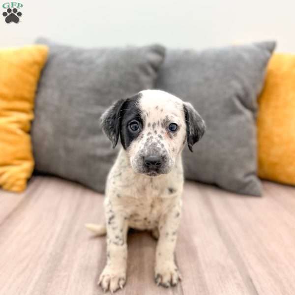 Dotty, Dalmatian Mix Puppy