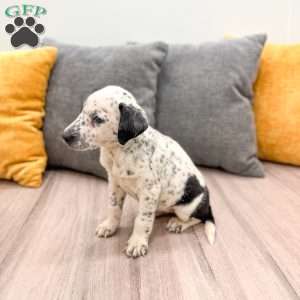 Dotty, Dalmatian Mix Puppy