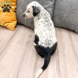 Dotty, Dalmatian Mix Puppy