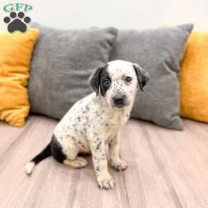 Dotty, Dalmatian Mix Puppy