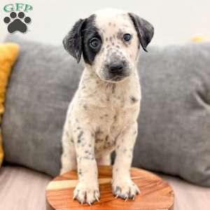 Dotty, Dalmatian Mix Puppy