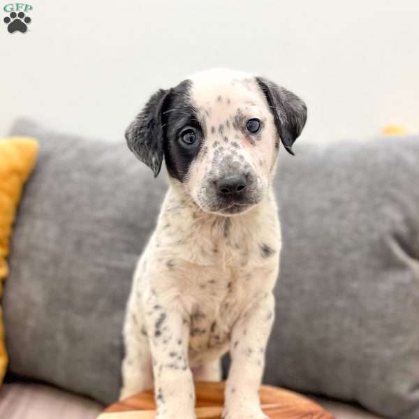 Dotty, Dalmatian Mix Puppy