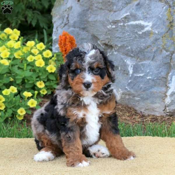 Ian, Mini Bernedoodle Puppy
