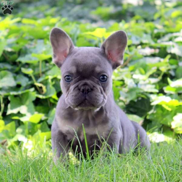 Ian, French Bulldog Puppy