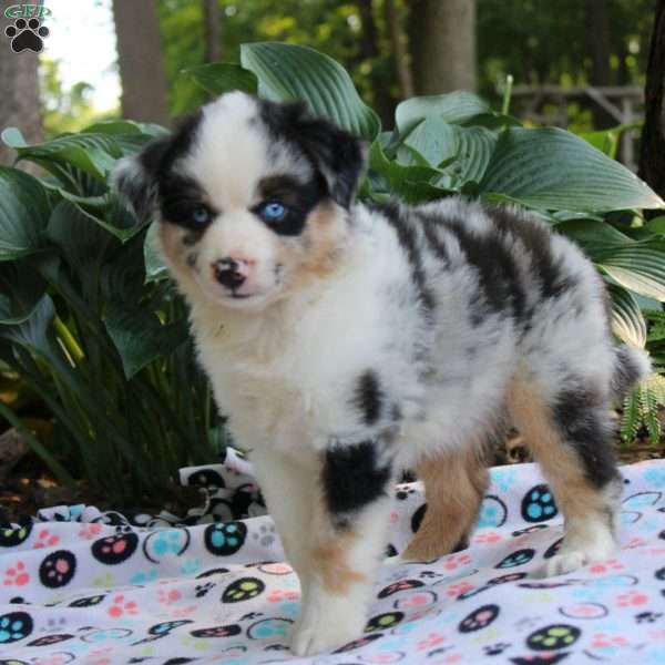 Ian, Miniature Australian Shepherd Puppy