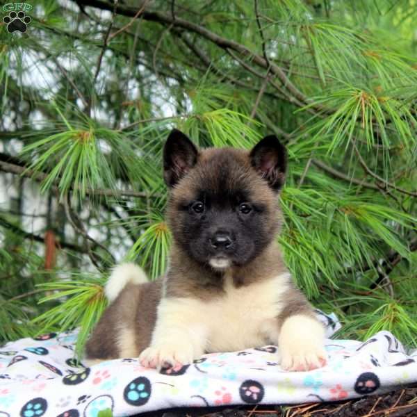 Ian, Akita Puppy