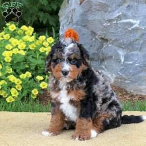 Ian, Mini Bernedoodle Puppy
