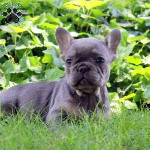 Ian, French Bulldog Puppy