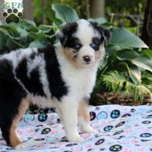 Ian, Miniature Australian Shepherd Puppy