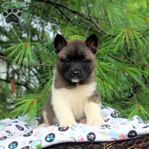 Ian, Akita Puppy