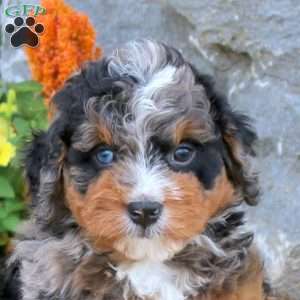 Ian, Mini Bernedoodle Puppy