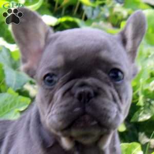 Ian, French Bulldog Puppy