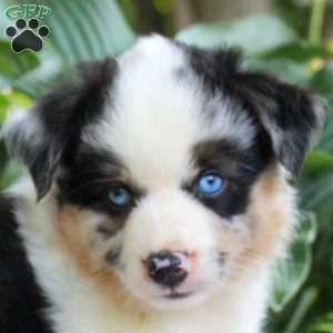 Ian, Miniature Australian Shepherd Puppy