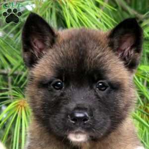 Ian, Akita Puppy