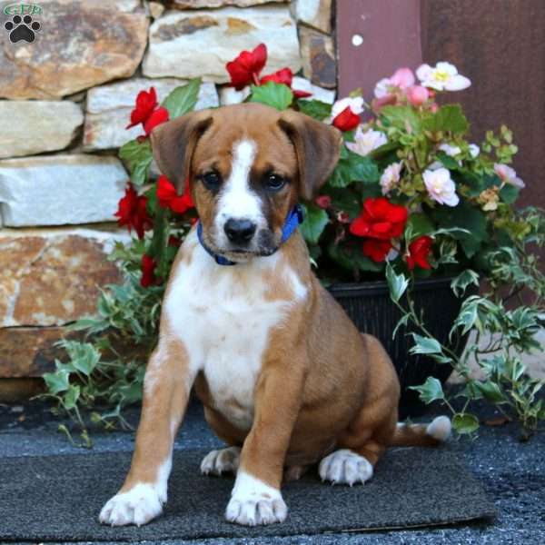 Ian, Boxer Mix Puppy