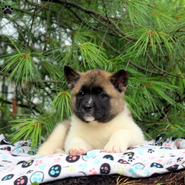 Idris, Akita Puppy