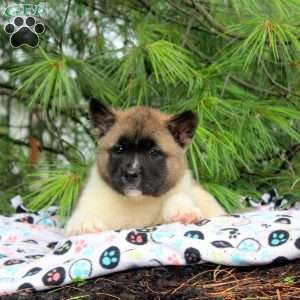Idris, Akita Puppy