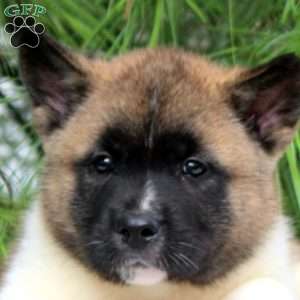 Idris, Akita Puppy