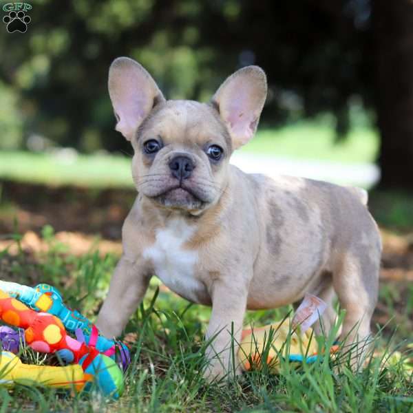 Ike, French Bulldog Puppy