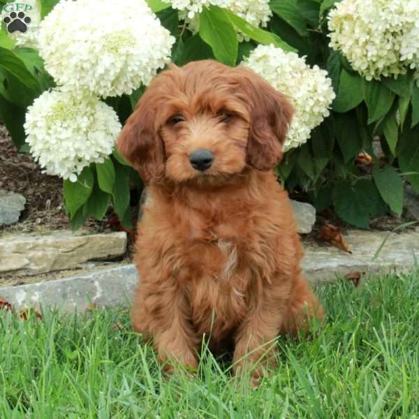 Ike, Irish Doodle Puppy