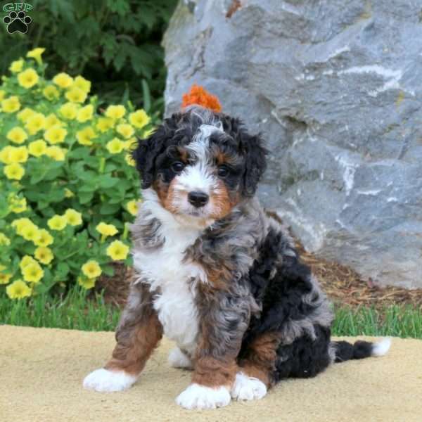 Ike, Mini Bernedoodle Puppy