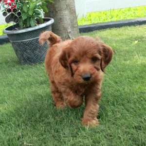 Ike, Irish Doodle Puppy