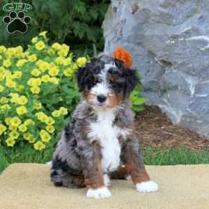 Ike, Mini Bernedoodle Puppy