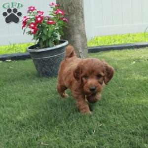 Ike, Irish Doodle Puppy
