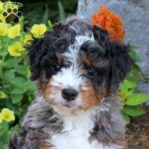 Ike, Mini Bernedoodle Puppy