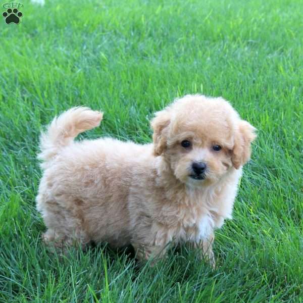 Indigo, Bich-Poo Puppy