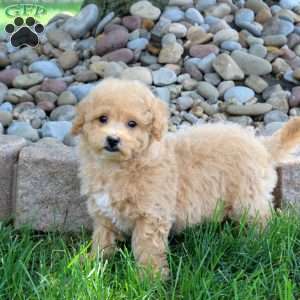 Indigo, Bich-Poo Puppy