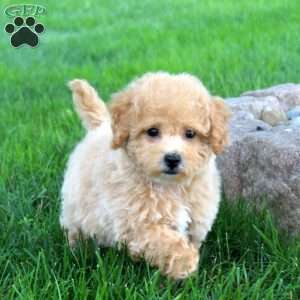 Indigo, Bich-Poo Puppy