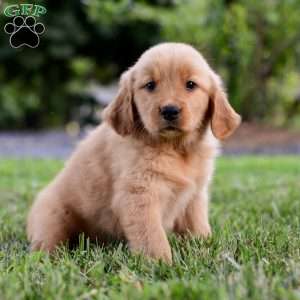 Indy, Golden Retriever Puppy